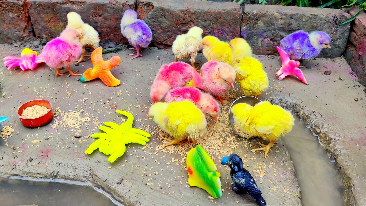 BAD Video MURGI Chicks Swimming Pools Bathing - Cute hen - cute hen playing and eating part - 1