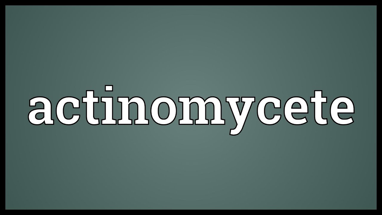 Actinomycete Meaning