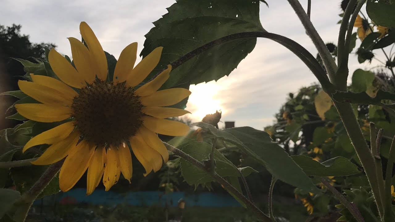 HallaluYaHUaH set apart harp #42 marvelous risings meditation 