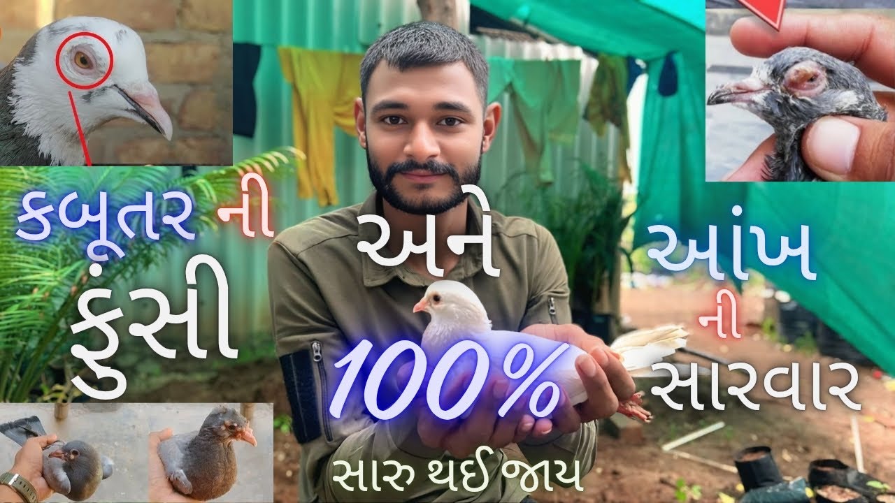 આવી હોય તો પણ કબૂતર થાશે 100% ઠીક | આંખ અને ફૂંસી માટે દેશી ઈલાજ