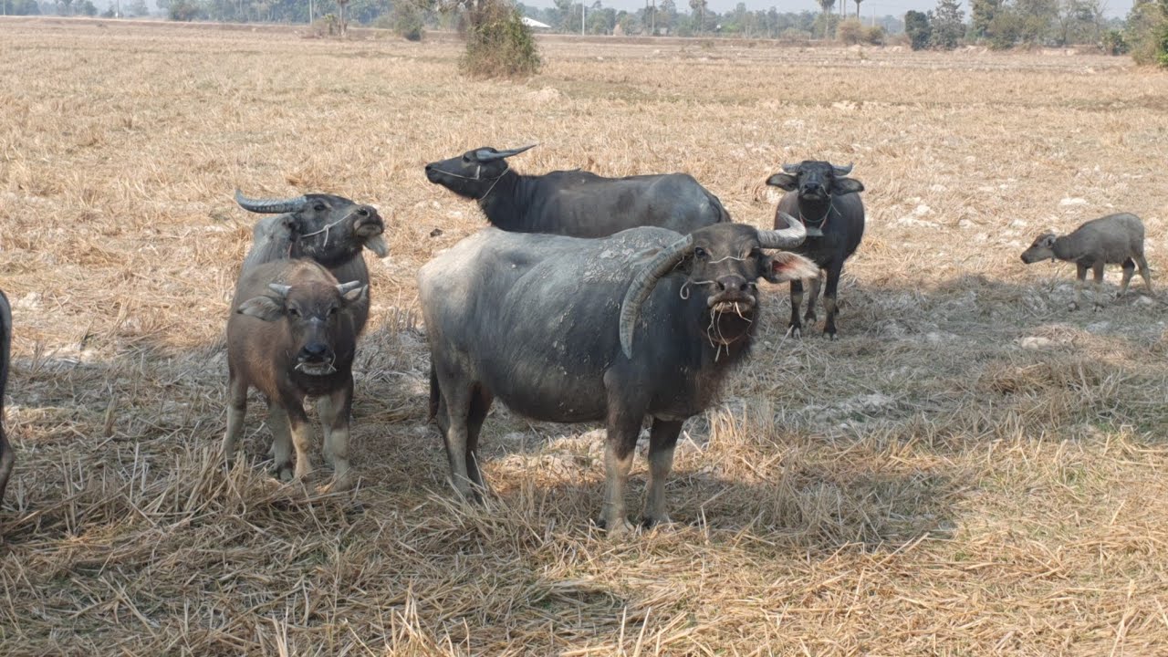 Many large buffaloes eat grass.🐃🐃🐃