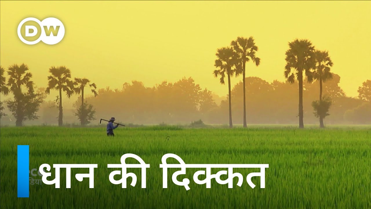 चावल से जुड़ी इस दिक्कत की कोई बात नहीं करता [Rice farming: A reckoning]