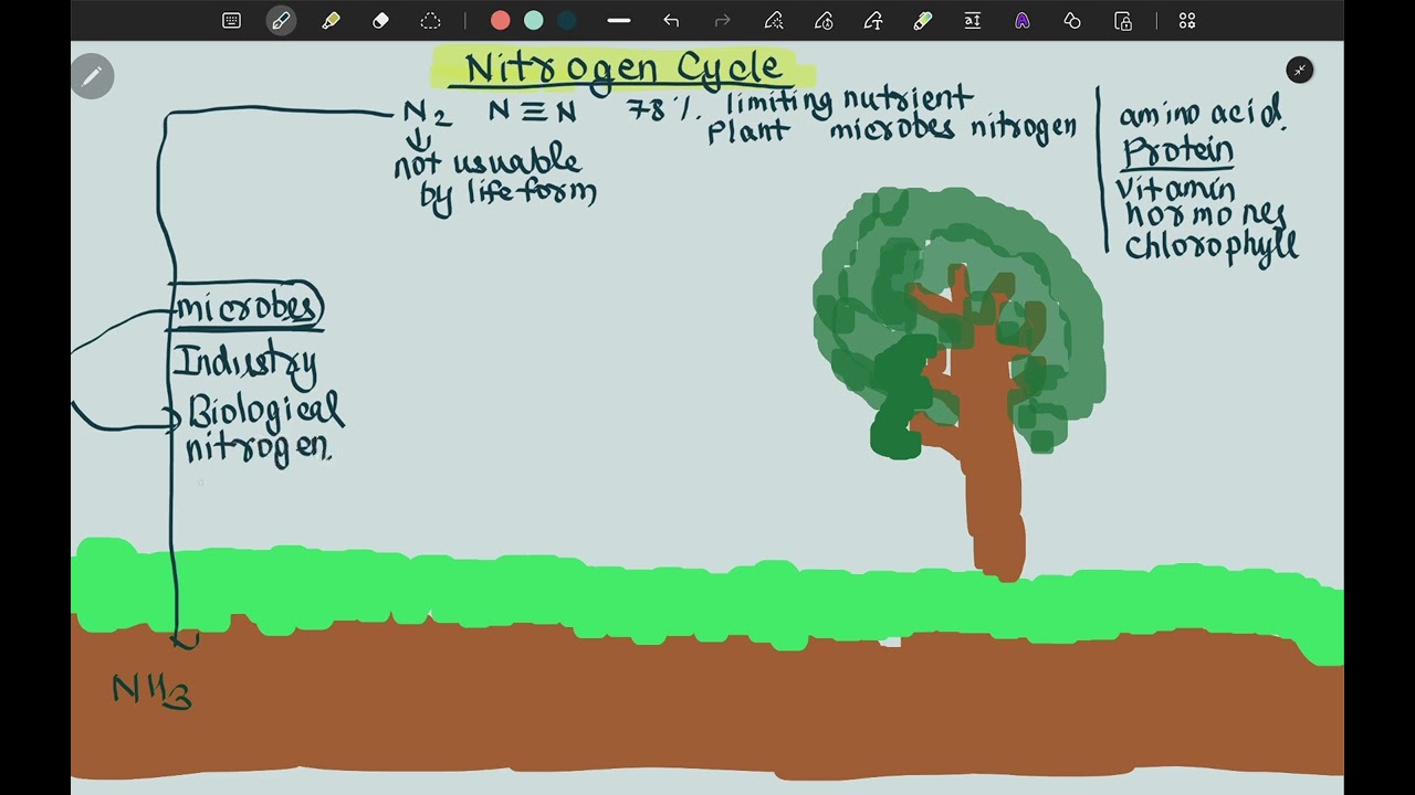 Nitrogen Cycle 