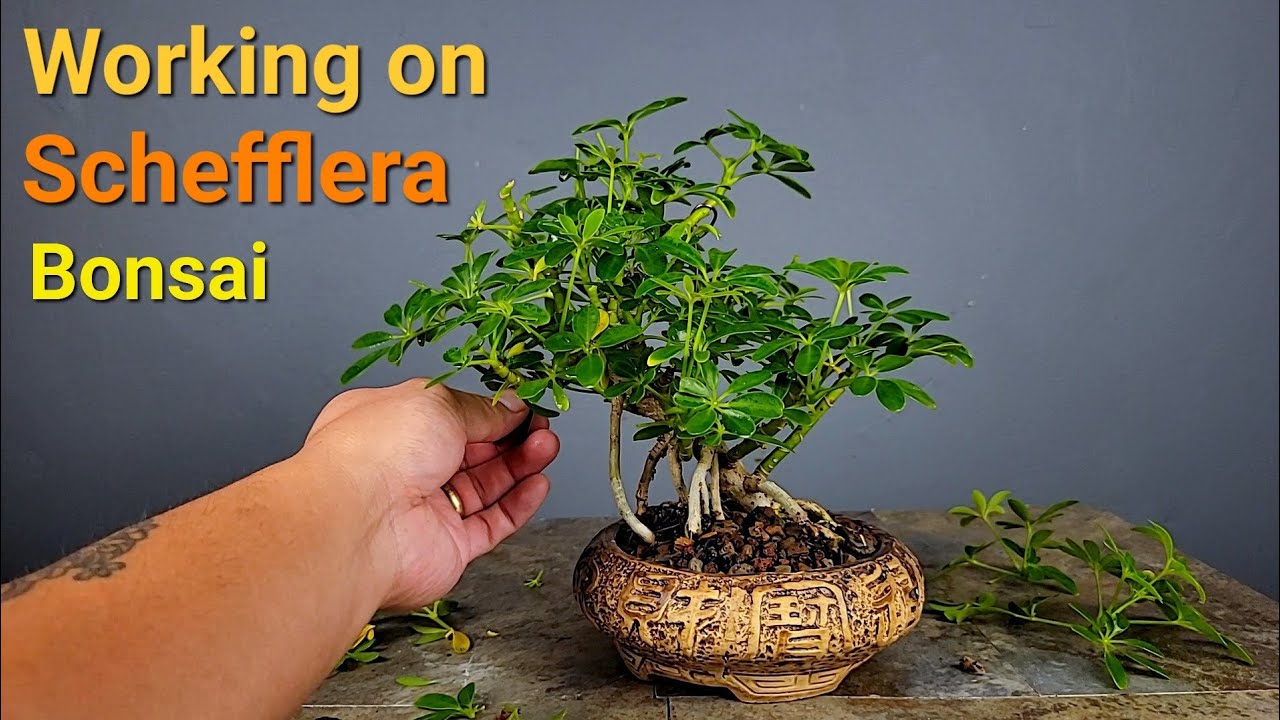 Pruning Three of my Schefflera Bonsai Trees. Dwarf Umbrella Tree
