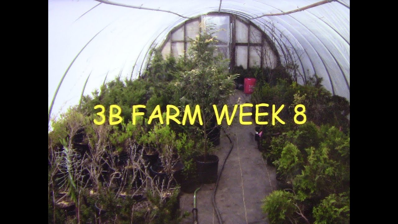 3B FARM WEEK 8
