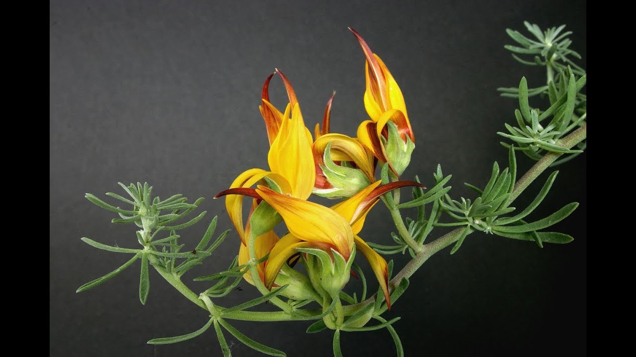 Lotus berthelotii

/ Pico de paloma, Red Flame