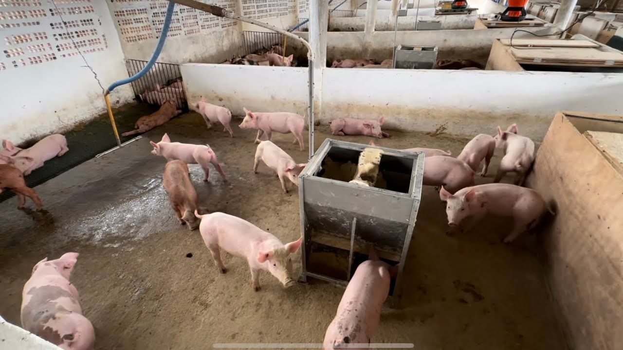 Cuidados com leitões na fase de creche
