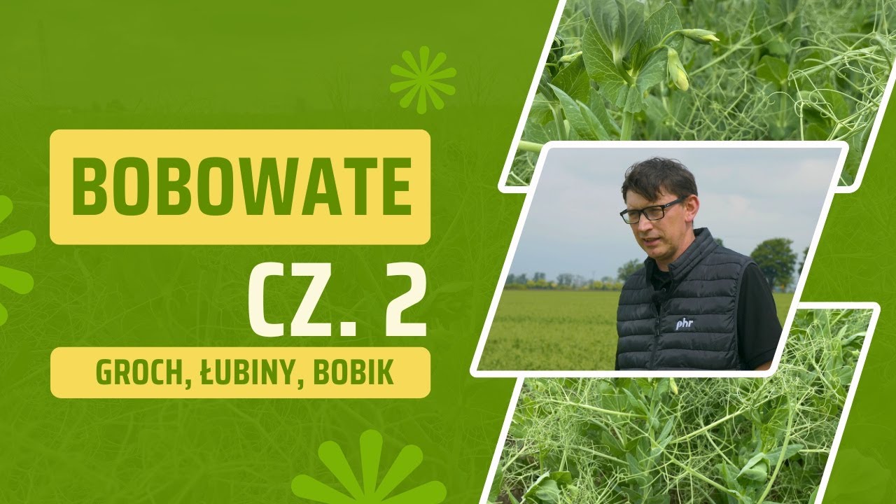 Groch, łubiny, soja - co się dzieje w bobowatych? Pszenica z odpornością na rdze brunatną! e-pole