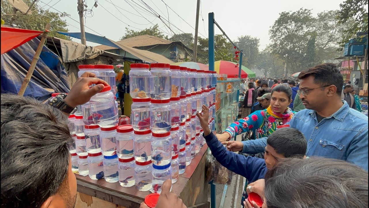 Galiff Street Pet Market Live Video 2026 Kolkata Latest Update | Aquarium Fish Price Update