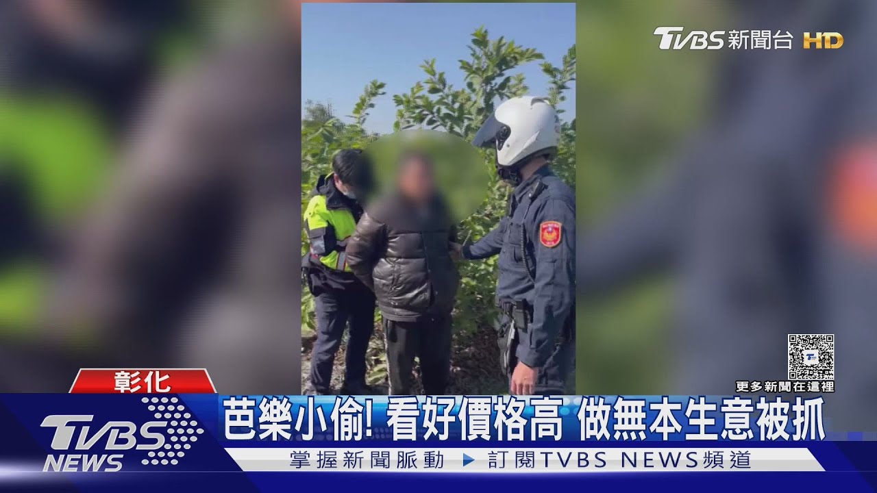 偷雞摸芭樂 果農養雞農辛苦工作還要防賊｜TVBS新聞 @TVBSNEWS01