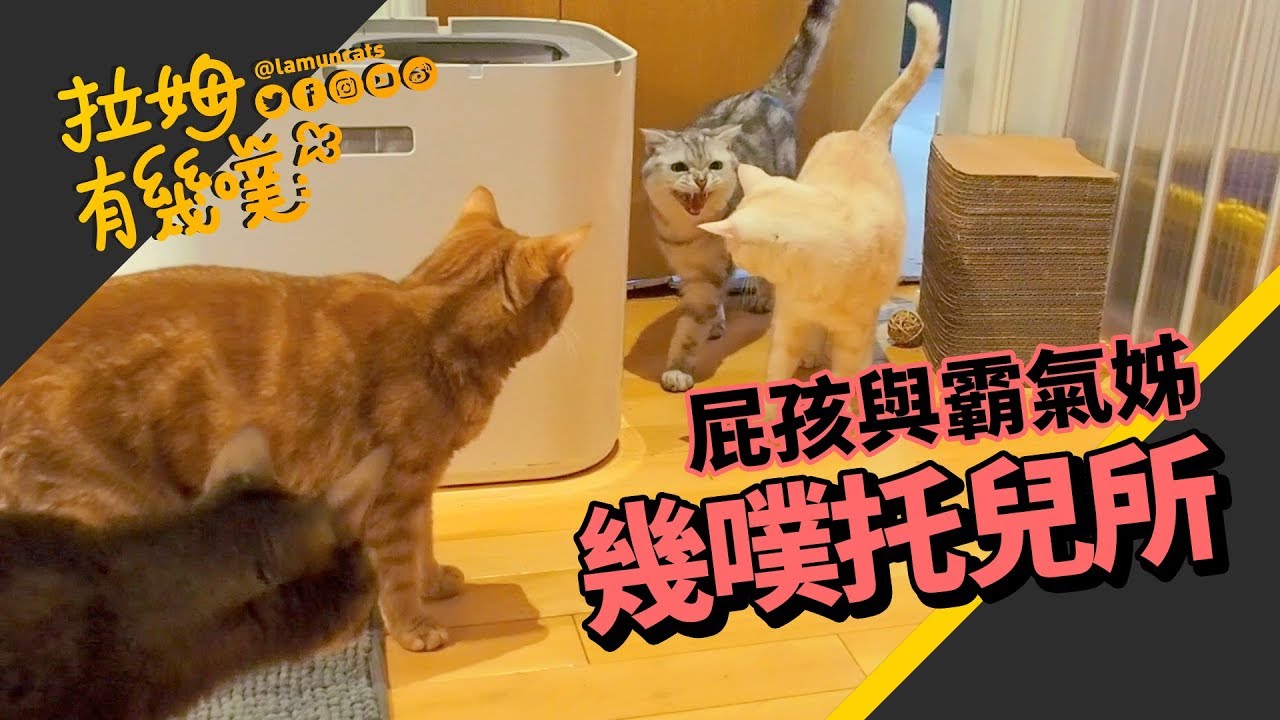 貓咪來作客 令米古碎碎念的小奶油｜拉姆有幾噗 ♧