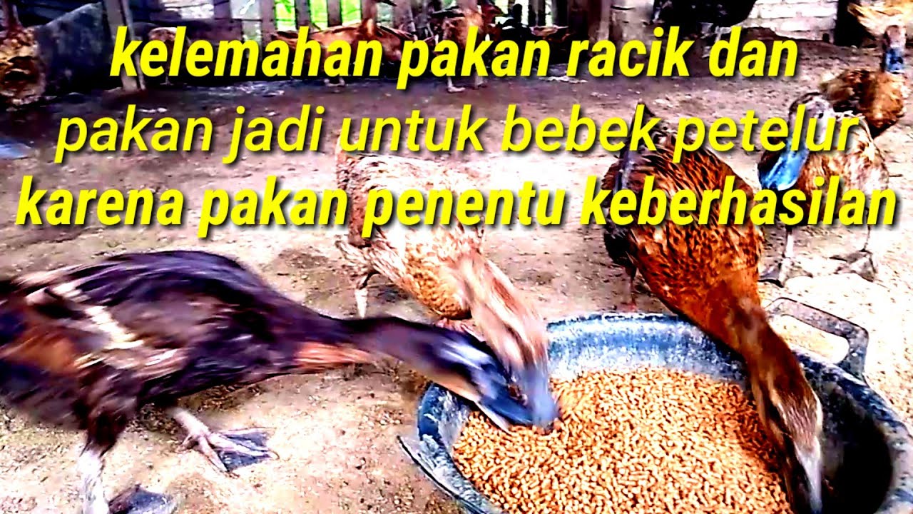 Kelemahan pakan racik dan pakan jadi untuk bebek petelur.