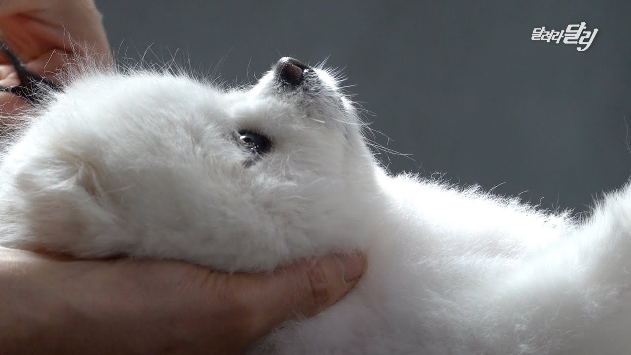 누워서 미용하는 강아지 보셨어요? 💇‍♀️