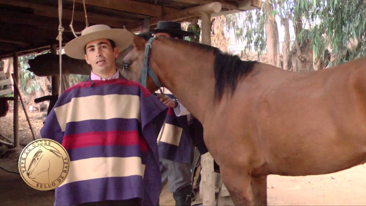 SELLO DE RAZA CABALLOS CHILENOS CRIADERO DOÑA TATI PARTE I.mp4