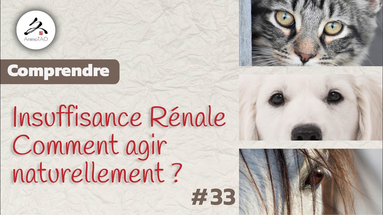 #33 L'Insuffisance Rénale chez le Chien ou le Chat. Comment agir au naturel ?