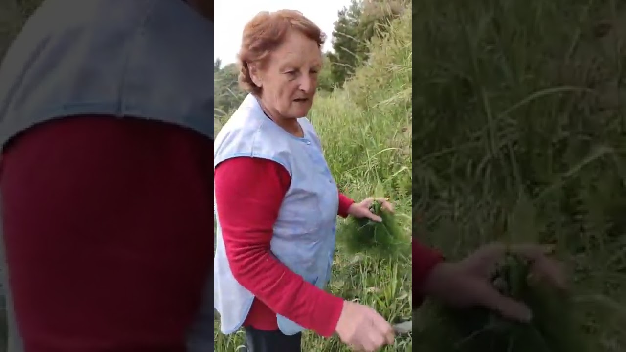 Il finocchietto selvatico è ideale per la preparazione di tante ricette