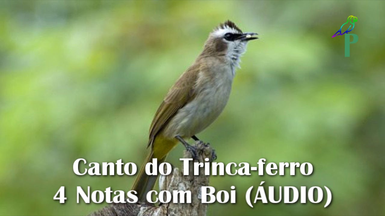 Canto do Trinca-ferro 4 Notas com Boi (ÁUDIO)
