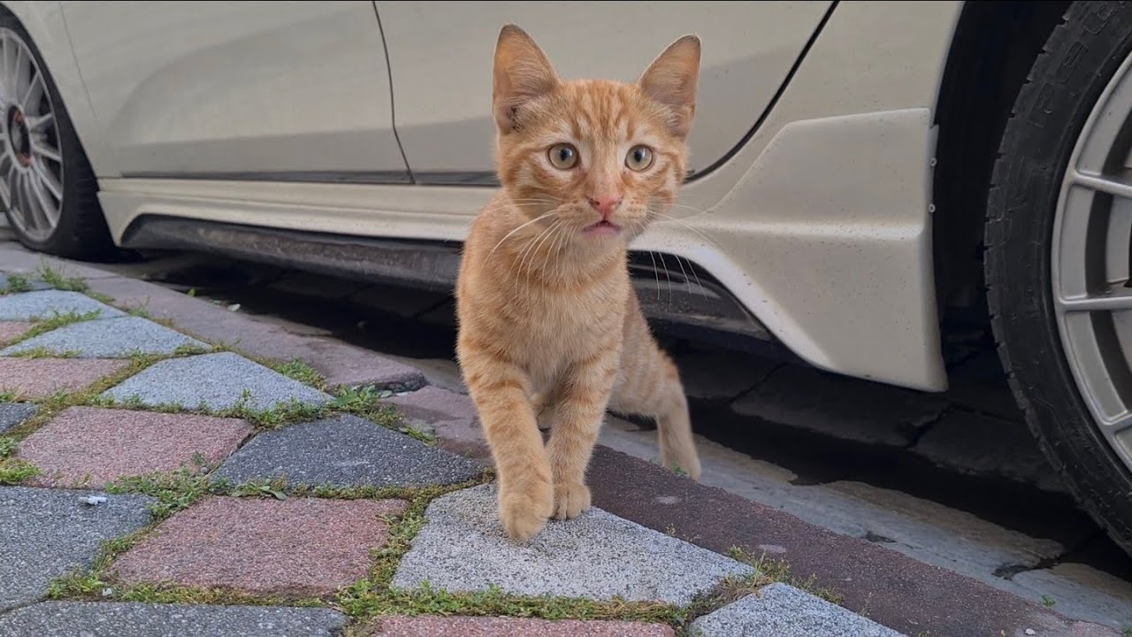 Cute orange kitten is very cute.