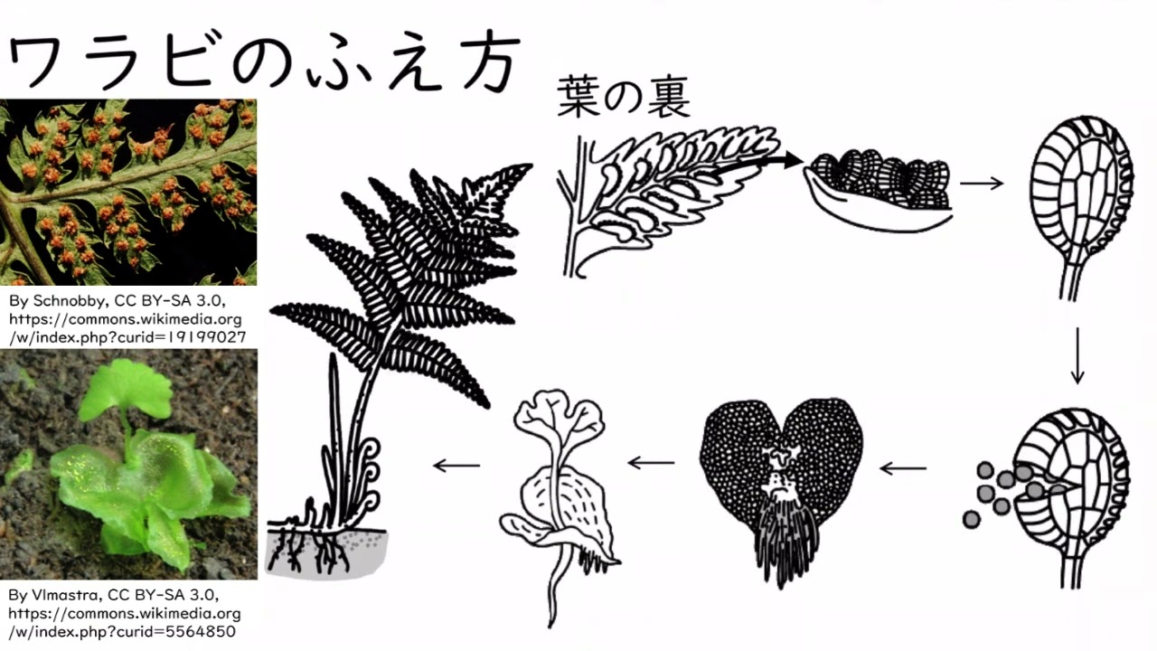 種子をつくらない植物① シダ植物