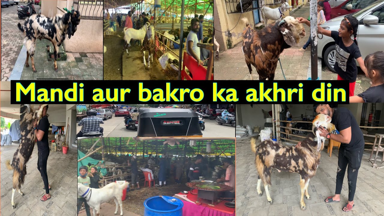 Mira Road mandi | Akhri din bakro ke sath | Bakra Eid |