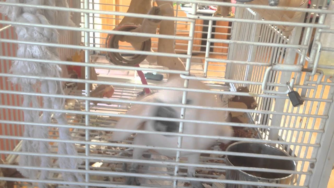 Misha the cockatoo sings his theme song