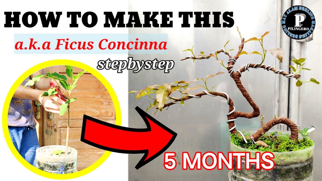 RED BALETE BONSAI OBRA 1 |BONSAI MAKING AND TUTORIAL STEP-BY-STEP