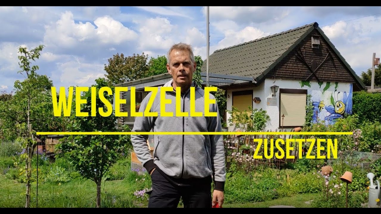 Königinzelle im weisellosen Volk zusetzen / 14.05.21