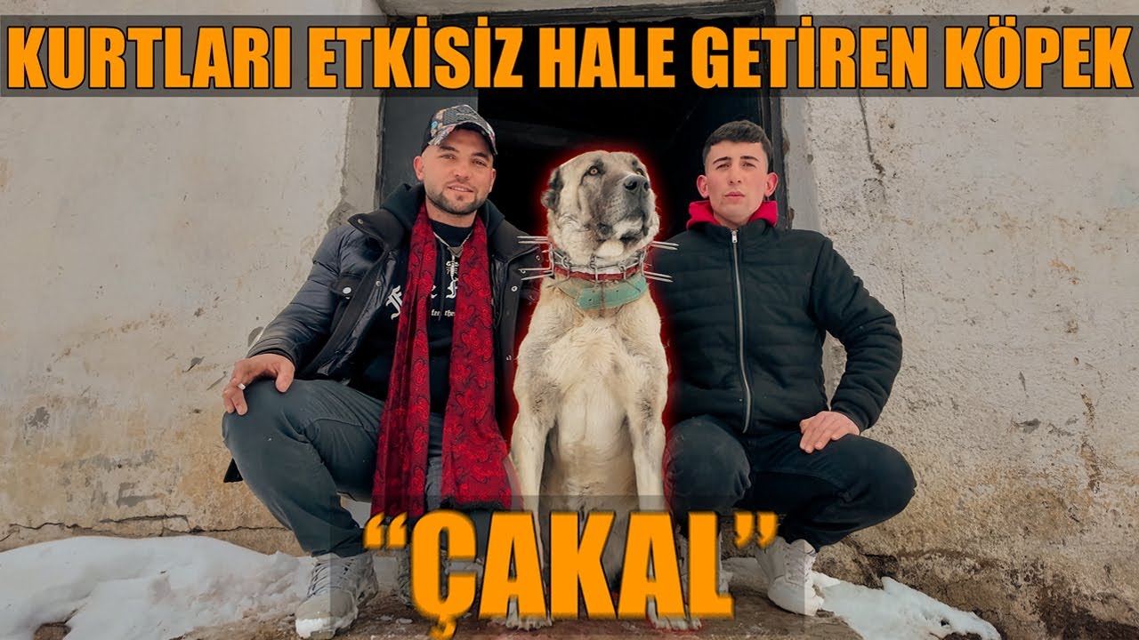 20 Yaşında Güvercinden Gelen Soy ve Dev Köpeklerin Koruduğu Çiftlik - Abdullah Lal Kümes Ziyareti