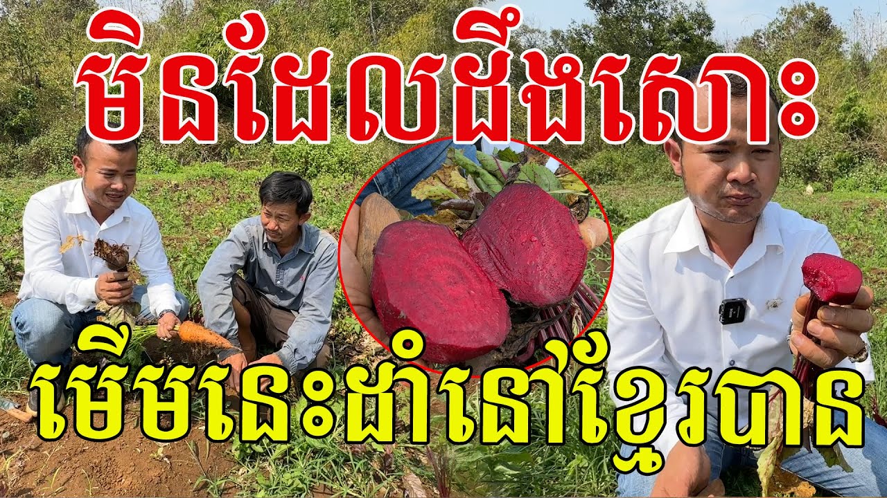 មិនដែលដឹងសោះ មើមនេះដាំនៅខ្មែរបាន ពិតជាល្អសម្រាប់សុខភាព