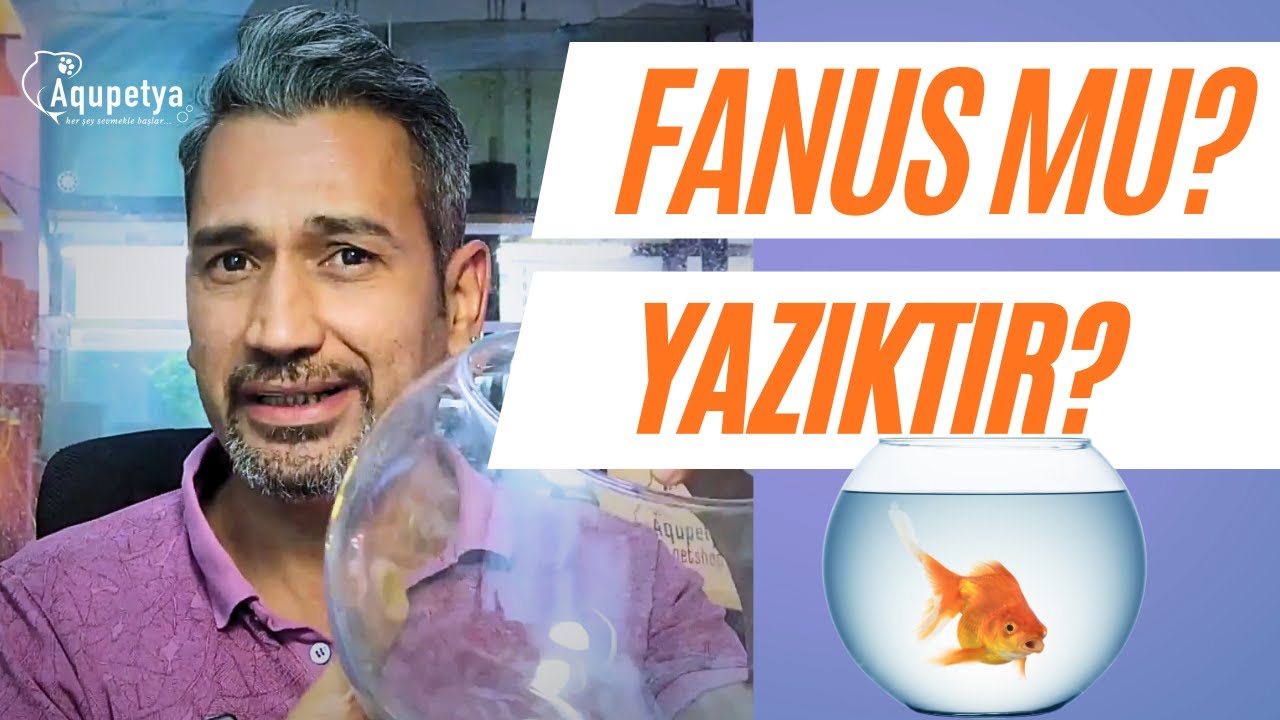 Fanusta Balık Beslemek Doğru mu? | Cam Küre Esareti