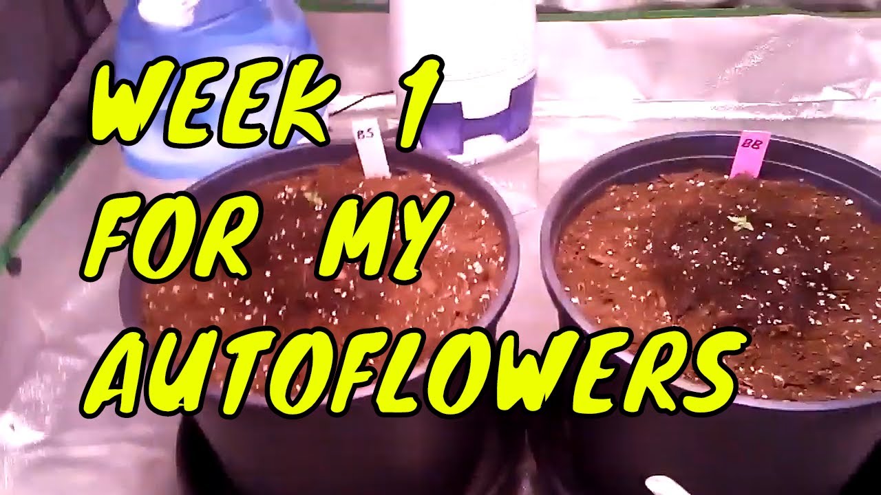 Week 1 for my Bloody Skunk & Big Bud autoflowers ~ My humidity control equipment