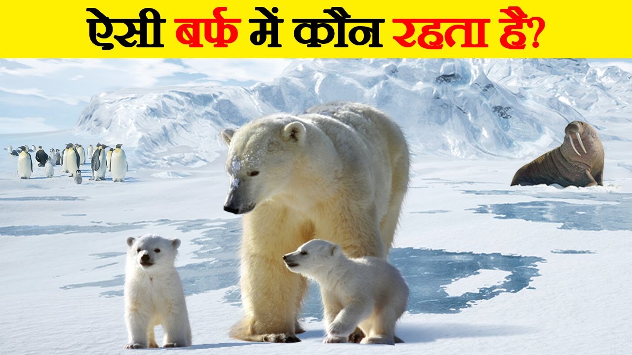 Antarctica में पाए जाने वाले जीव | Animals Found in Antarctica I Arctic Animals