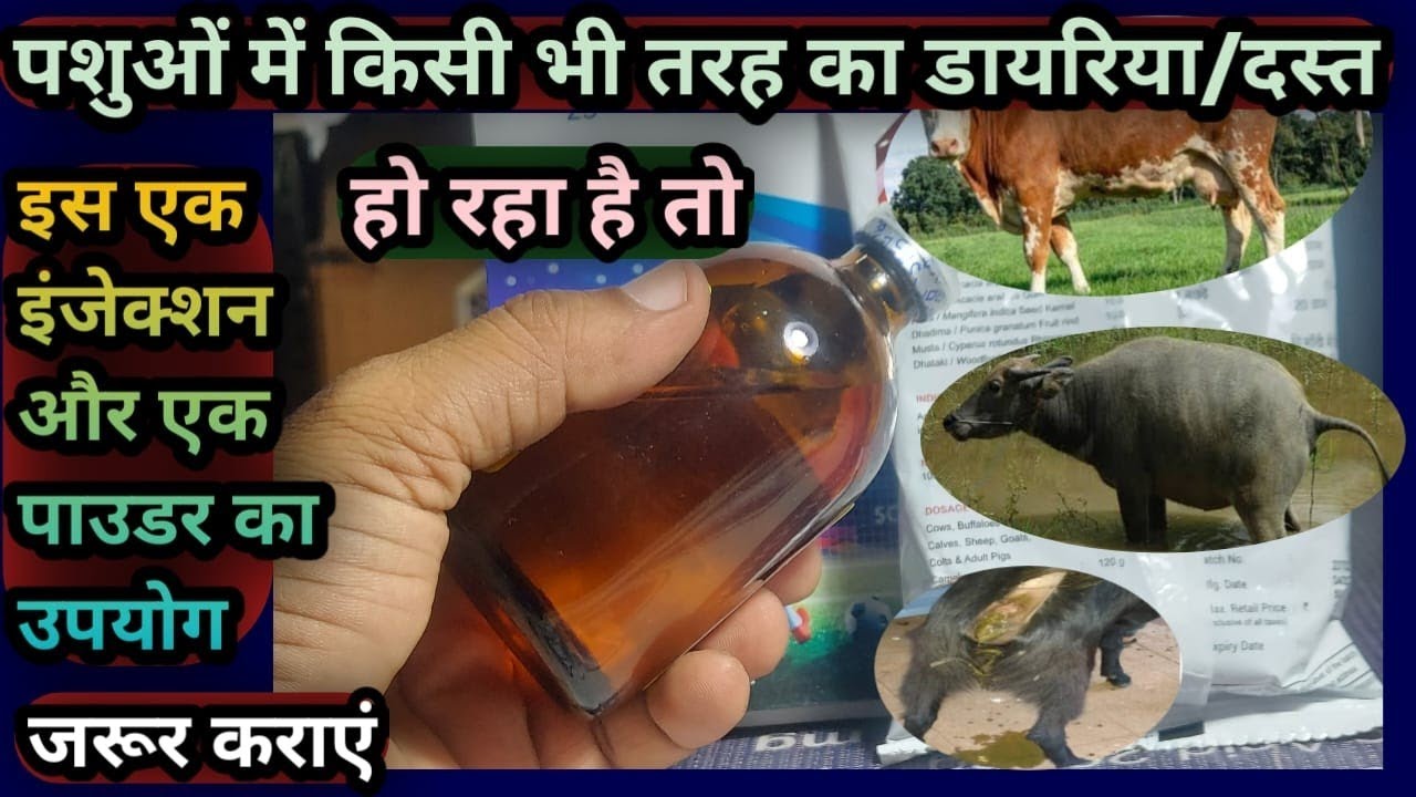 पशुओं में किसी भी तरह का डायरिया/दस्त हो रहा है||तो इस एक इंजेक्शन/एक पाउडर का उपयोग जरूर कराएं👌