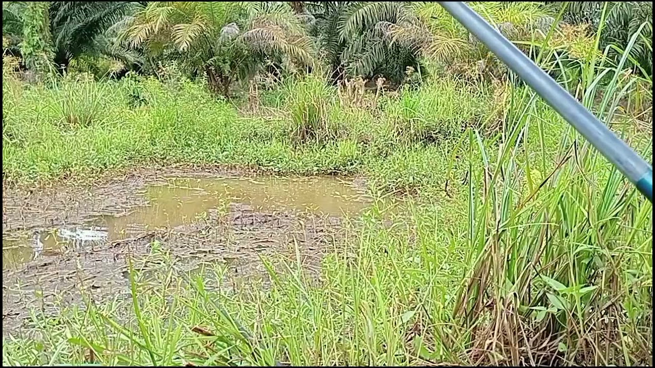 TEMPAT SPOT RAWA KEBUN SAWIT.