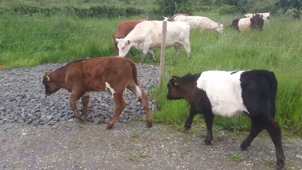 Graze the best and trample the rest,when keeping cattle the regenerative farming way
