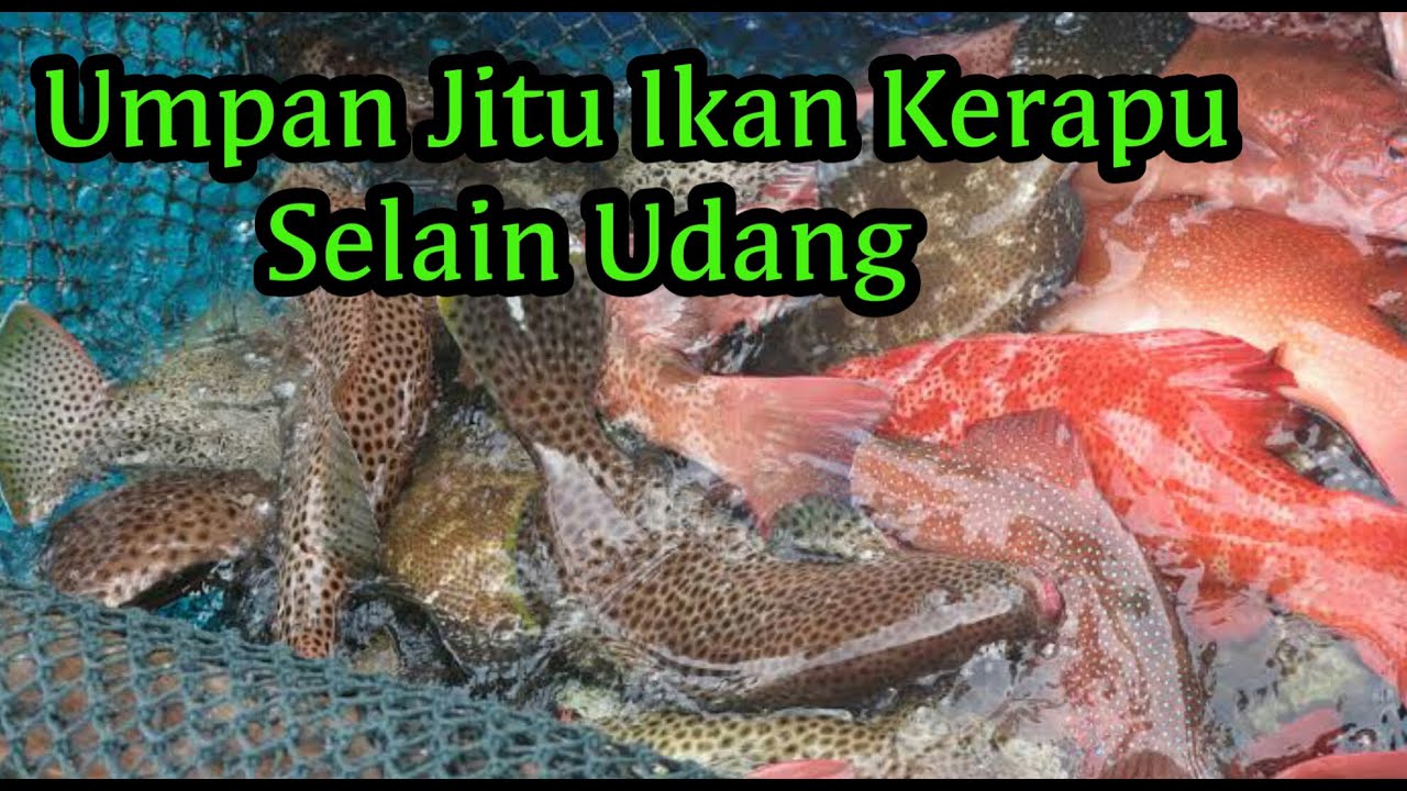 Umpan Jitu Ikan Kerapu Selain Udang - Mancing Kerapu Pinggir Karang