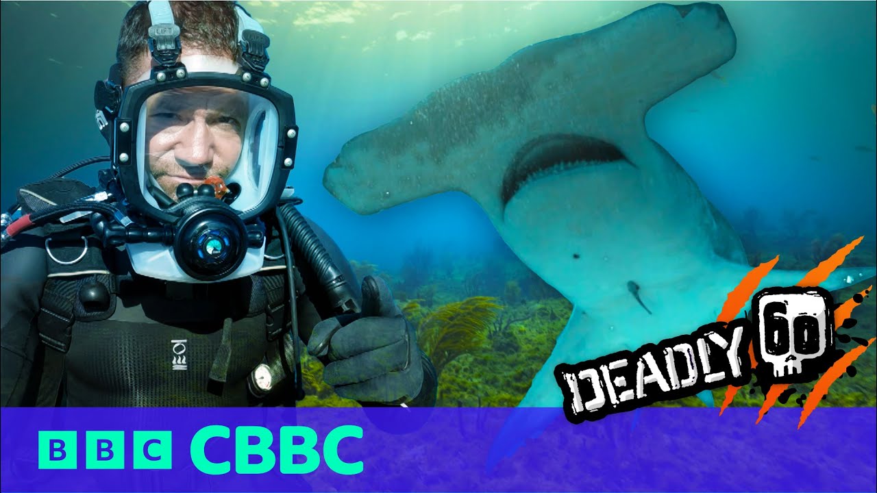 Deadly Mission Shark 🦈 | Epic Shark Moments! | CBBC