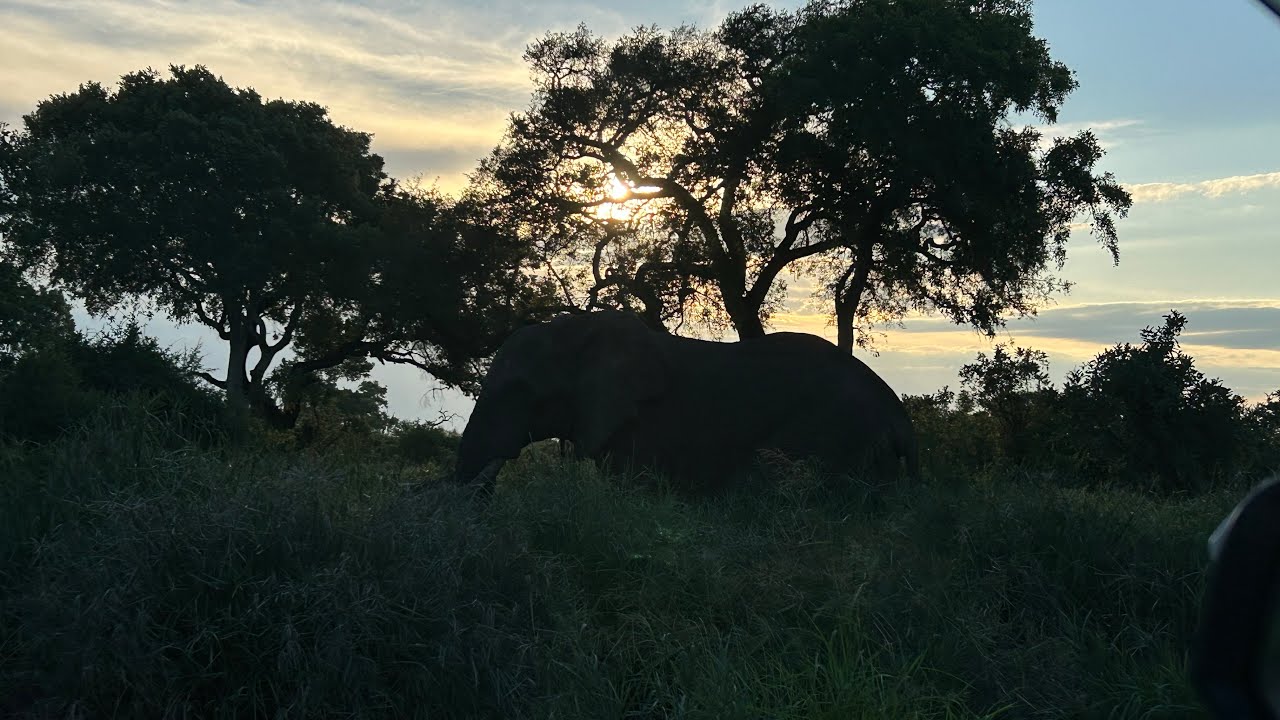 Kruger Series Part 5 - Balule Camp (2/2) Wildog&rsquo;s, lions and a scared tourist!