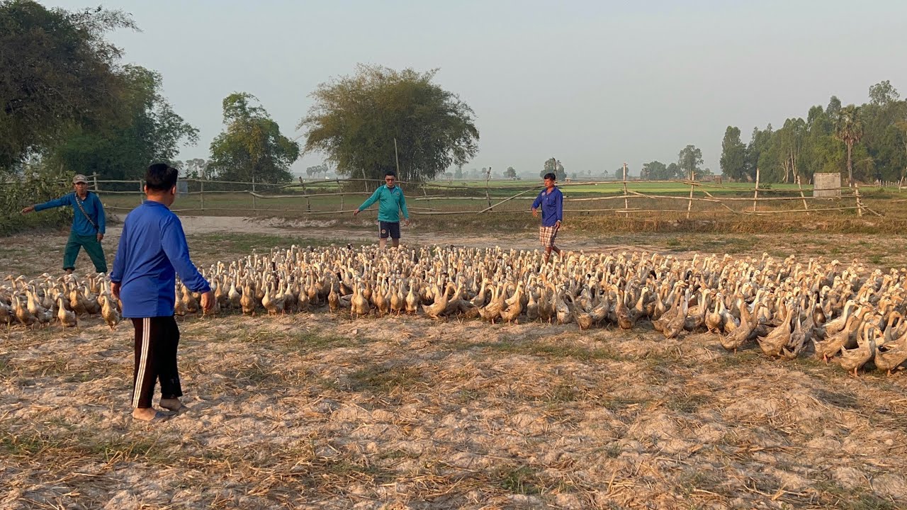 Duck's: Migration at the beginning of the new year to avoid the extreme heat