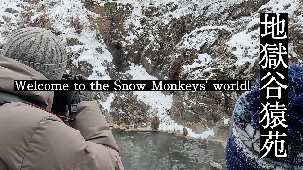 Welcome to the Snow Monkeys’ world!「地獄谷猿苑2026.01」