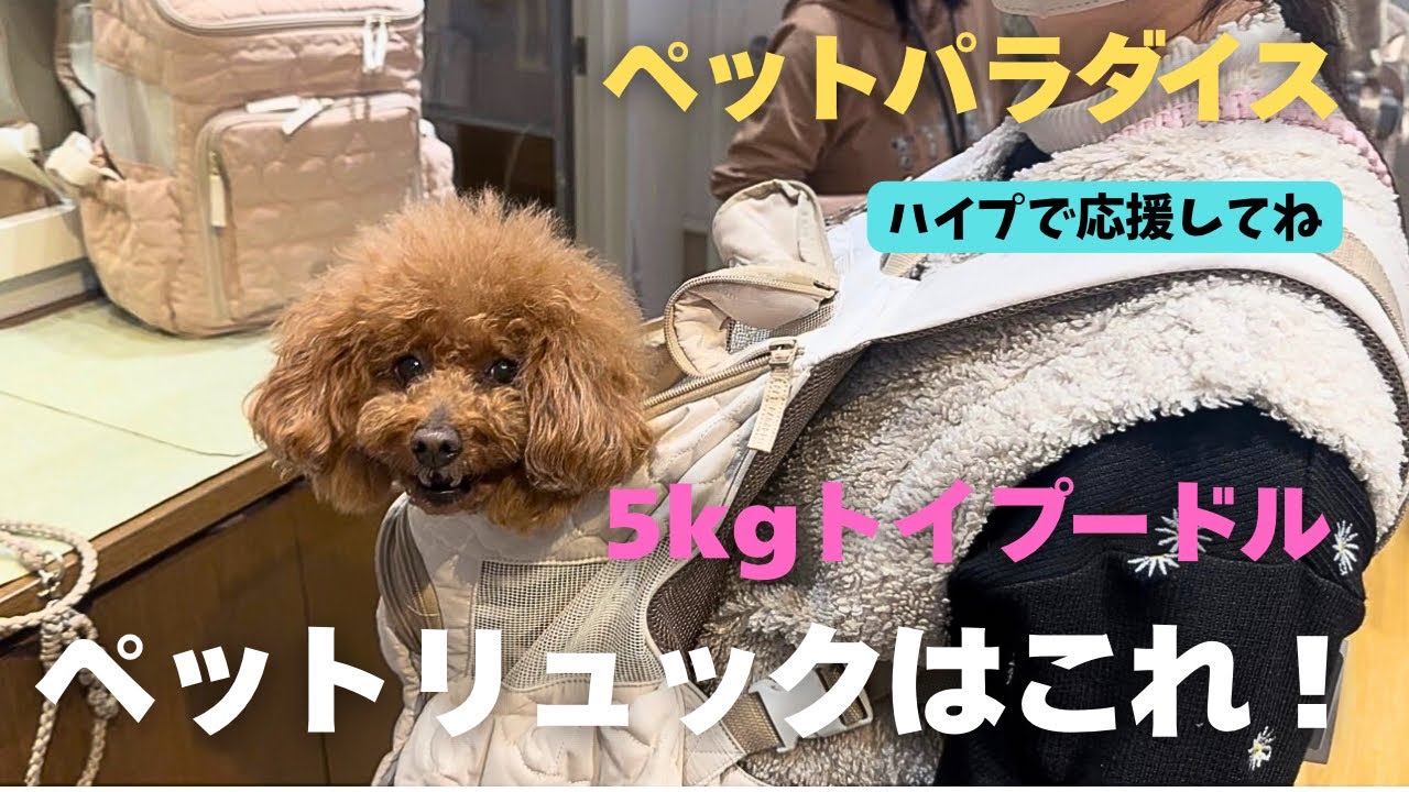 第603話【ペットキャリーリュック】５キロのアリスにペットパラダイスにリュックを買いに行く！ー誕生日プレゼントー