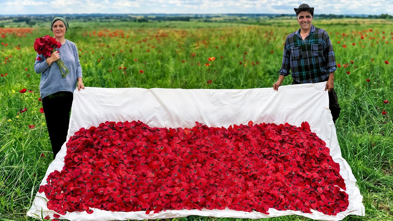 Mohn auf dem Land ernten und daraus Marmelade machen