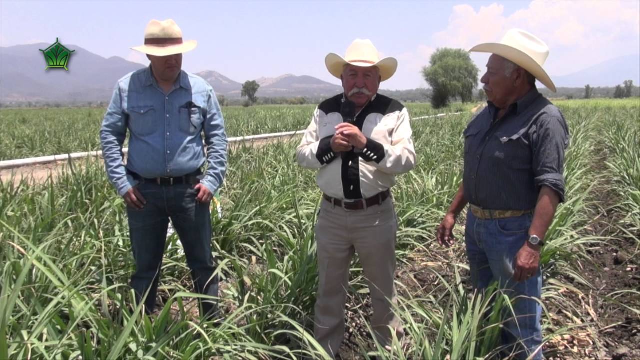 AgroScience, Caña