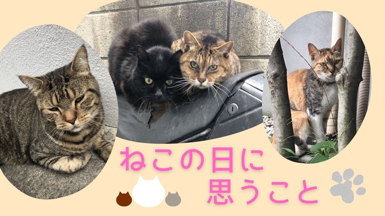 ねこの日に思うこと