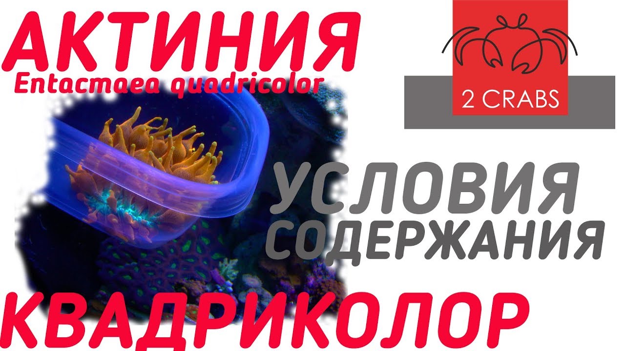 Актиния квадриколор. Опыт содержания.