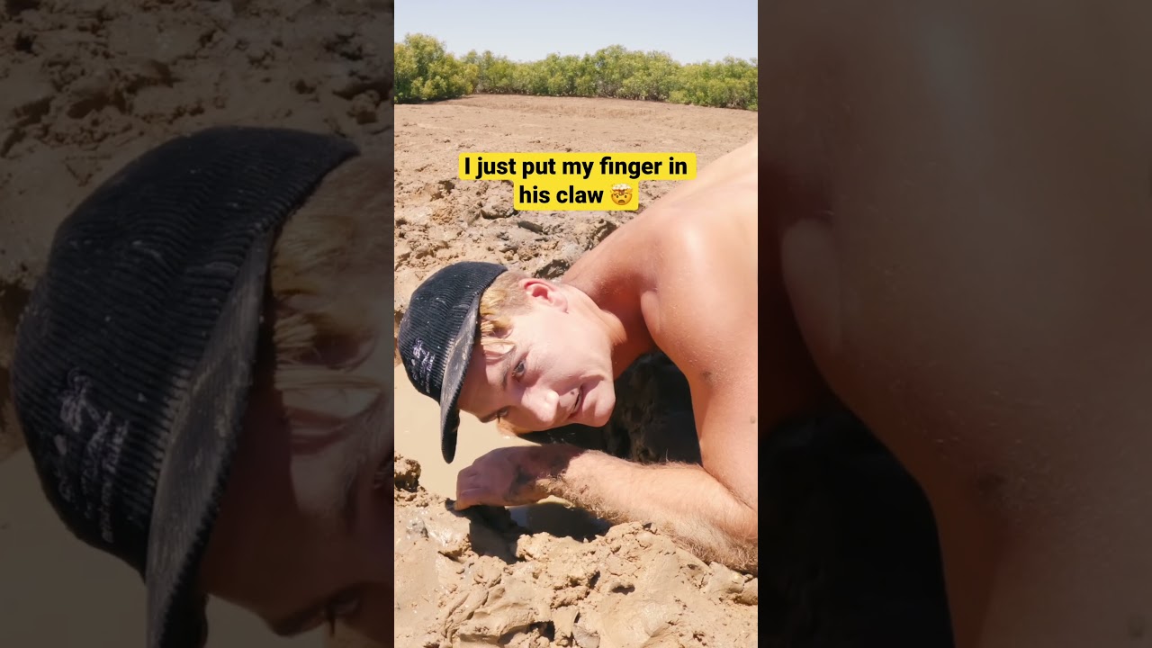 Giant Mud Crab Bare Hand #shortsvideo #mudcrab #survival