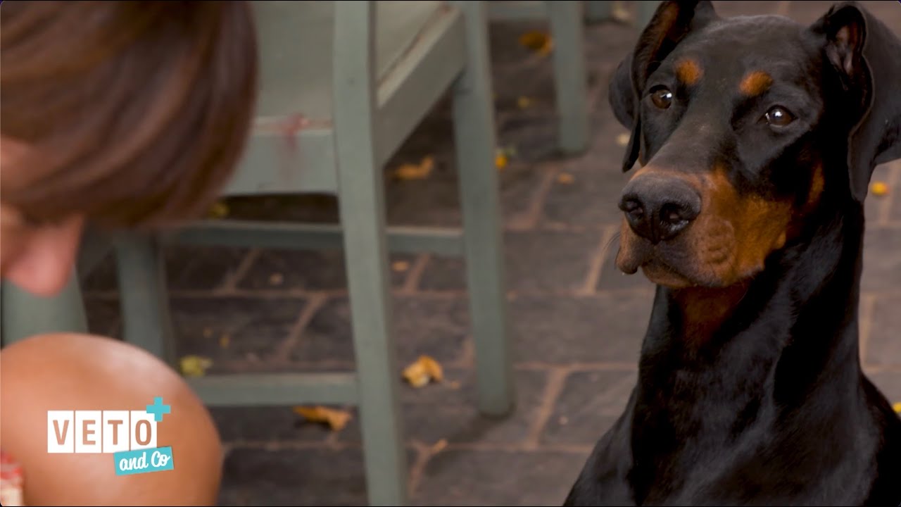Audrey, comportementaliste – Véto&Co S7E2 : Préparer l'arrivée d'un bébé