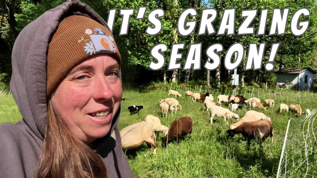 Happy Sheep, More Babies & New Goats | Farm Life VLOG