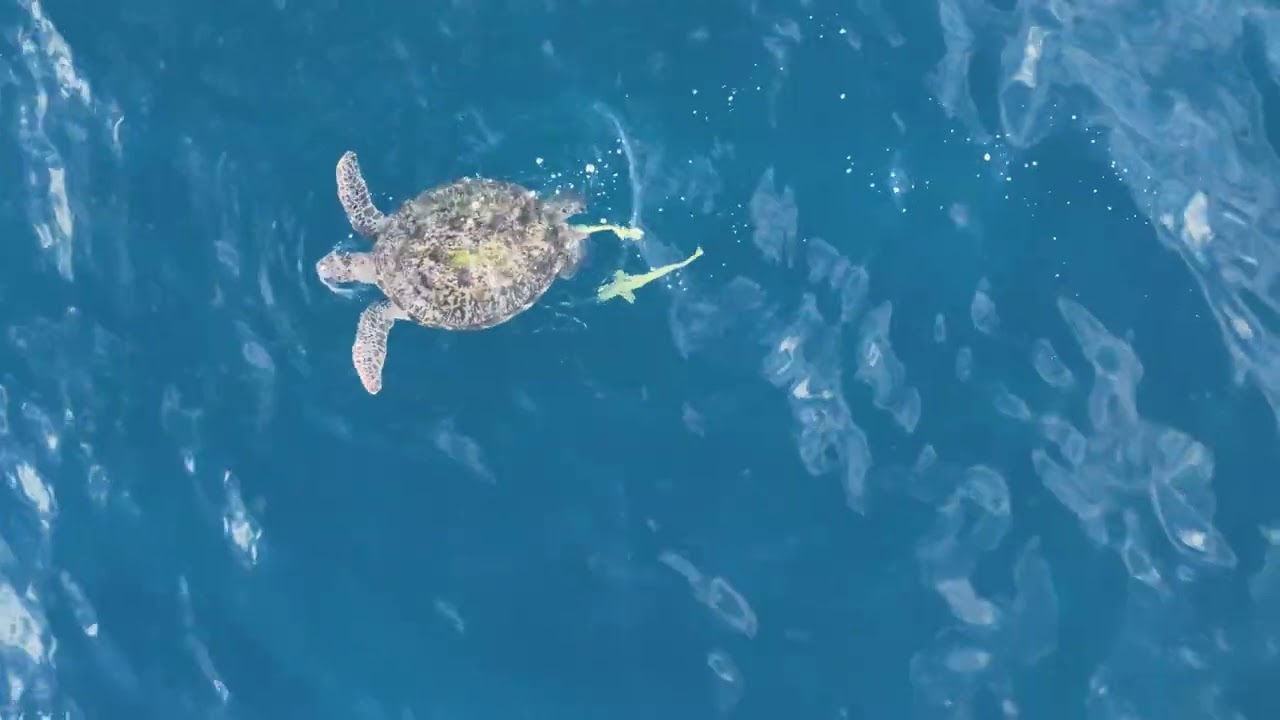 20260215 sea turtle