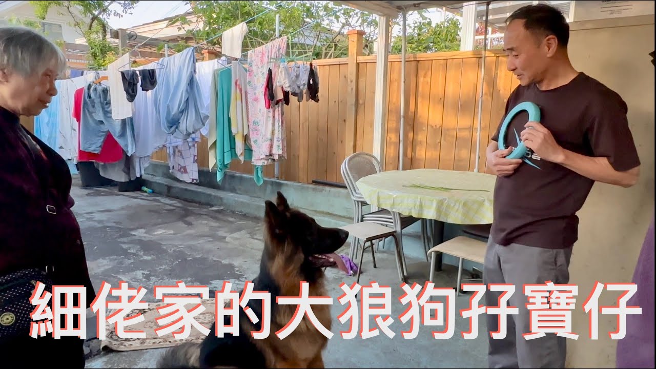 加拿大溫哥華旅遊探親，人狗和諧共處的宜居城市。